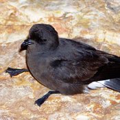 European Storm-Petrel